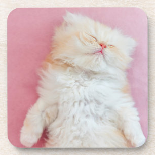 Cutest Baby Animals Lovely Kitten Sleeping Coaster
