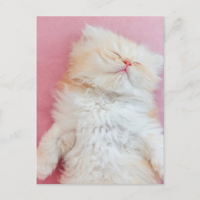 Cutest Baby Animals | Lovely Kitten Sleeping Postcard (Front)