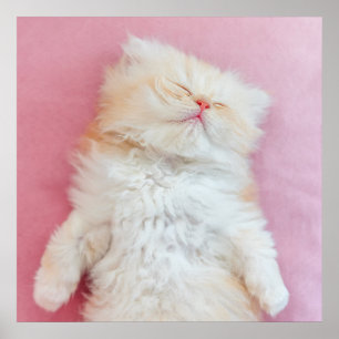 Cutest Baby Animals   Lovely Kitten Sleeping Poster