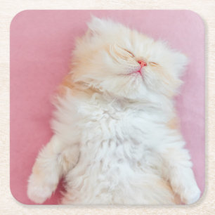 Cutest Baby Animals Lovely Kitten Sleeping Square Paper Coaster