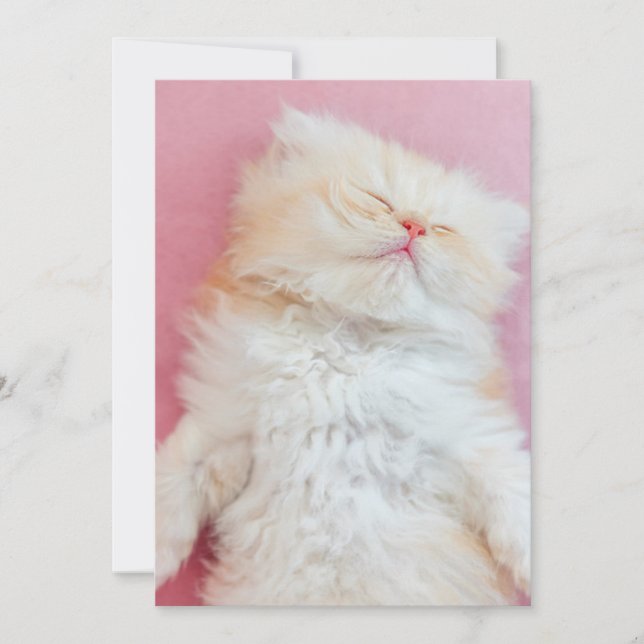 Cutest Baby Animals | Lovely Kitten Sleeping Thank You Card (Front)