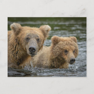 Cutest Baby Animals   Mama Bear & Her Cubs Postcard