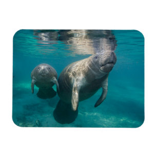 Cutest Baby Animals Manatee & Baby Magnet