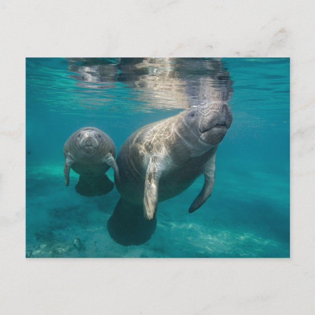 Cutest Baby Animals | Manatee & Baby Postcard (Front)