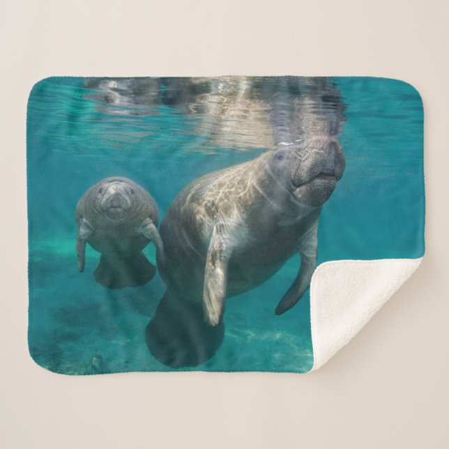Cutest Baby Animals | Manatee & Baby Sherpa Blanket (Front (Horizontal))