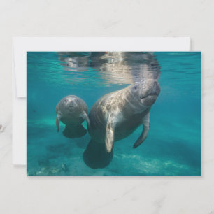 Cutest Baby Animals   Manatee & Baby Thank You Card