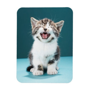 Cutest Baby Animals Meowing Baby Kitten Magnet