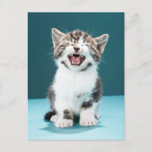 Cutest Baby Animals Meowing Baby Kitten Postcard