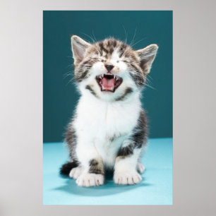 Cutest Baby Animals Meowing Baby Kitten Poster