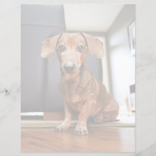 Cutest Baby Animals Mini Dachshund Puppy