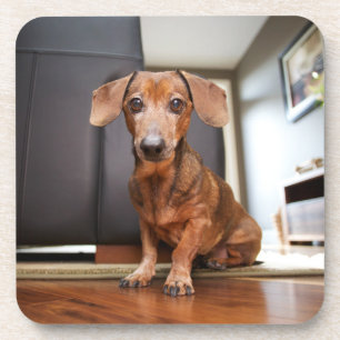 Cutest Baby Animals Mini Dachshund Puppy Coaster
