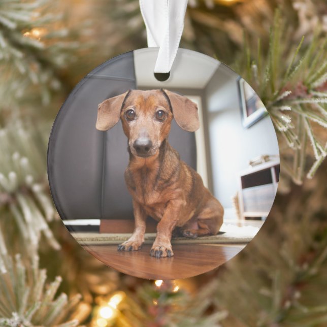 Cutest Baby Animals | Mini Dachshund Puppy Ornament (Tree)