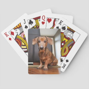 Cutest Baby Animals Mini Dachshund Puppy Playing Cards