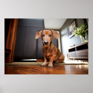 Cutest Baby Animals   Mini Dachshund Puppy Poster