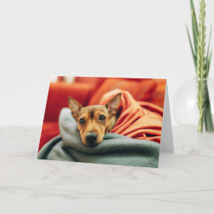 Cutest Baby Animals Miniature Pinscher Card