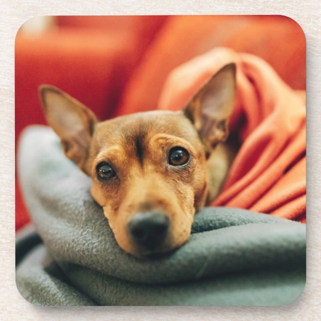 Cutest Baby Animals | Miniature Pinscher Coaster (Front)