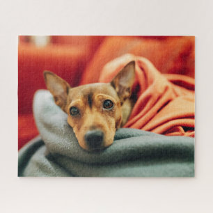 Cutest Baby Animals   Miniature Pinscher Jigsaw Puzzle