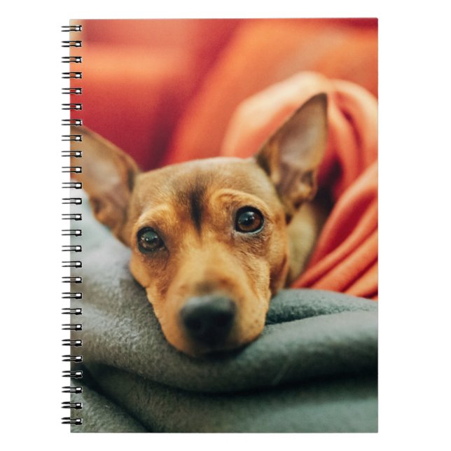 Cutest Baby Animals | Miniature Pinscher Notebook (Front)