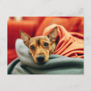 Cutest Baby Animals Miniature Pinscher Postcard