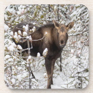 Cutest Baby Animals   Moose Calf Coaster