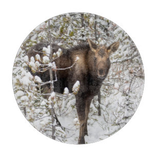 Cutest Baby Animals Moose Calf Cutting Board