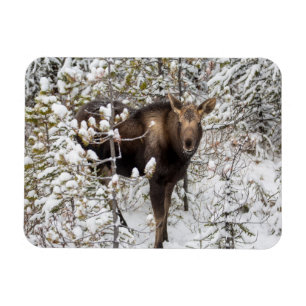 Cutest Baby Animals   Moose Calf Magnet