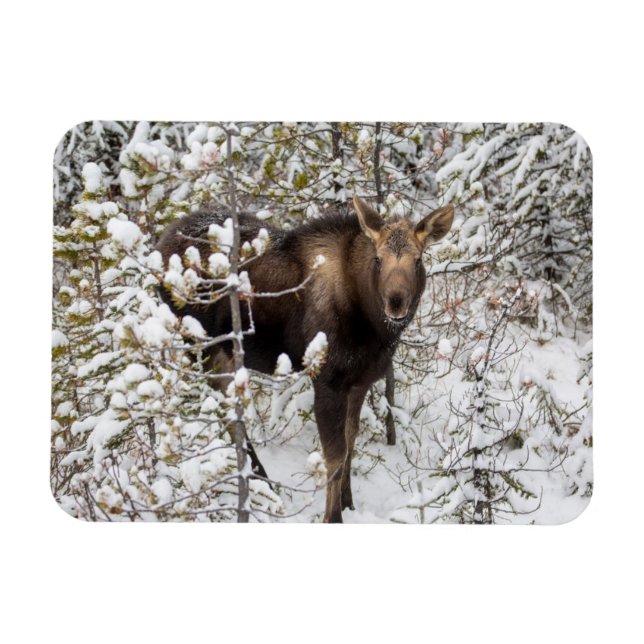 Cutest Baby Animals | Moose Calf Magnet (Horizontal)