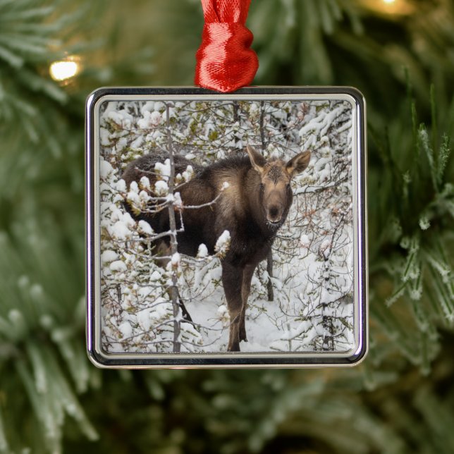 Cutest Baby Animals | Moose Calf Metal Ornament (Tree)