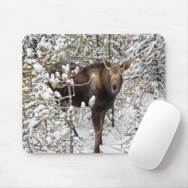 Cutest Baby Animals | Moose Calf Mouse Pad (With Mouse)