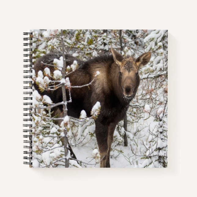 Cutest Baby Animals | Moose Calf Notebook (Front)
