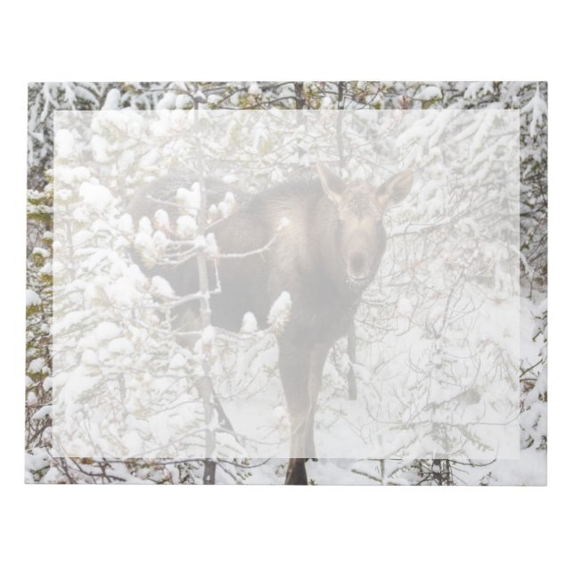 Cutest Baby Animals | Moose Calf Notepad (Front)