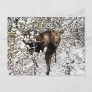 Cutest Baby Animals   Moose Calf Postcard