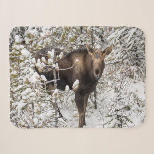 Cutest Baby Animals Moose Calf Sherpa Blanket