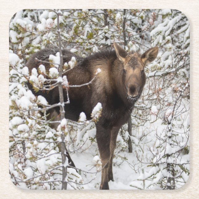 Cutest Baby Animals | Moose Calf Square Paper Coaster (Front)