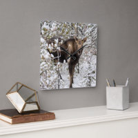 Cutest Baby Animals | Moose Calf