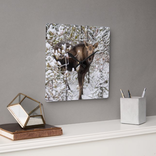 Cutest Baby Animals | Moose Calf Square Wall Clock (Office)