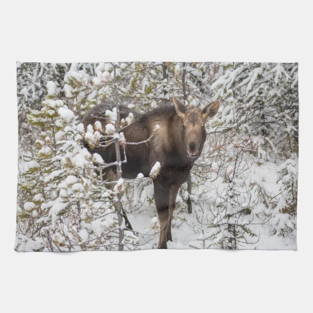 Cutest Baby Animals | Moose Calf Tea Towel (Horizontal)