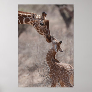 Cutest Baby Animals Mother and Baby Giraffe Poster