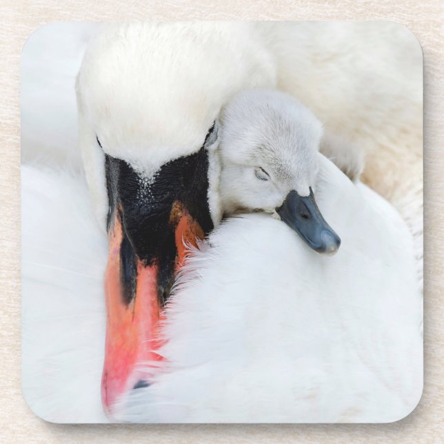 Cutest Baby Animals | Mother & Baby Mute Swan Coaster (Front)