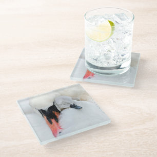 Cutest Baby Animals Mother & Baby Mute Swan Glass Coaster