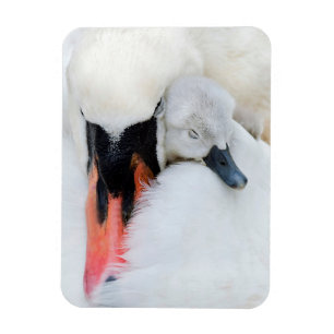 Cutest Baby Animals Mother & Baby Mute Swan Magnet