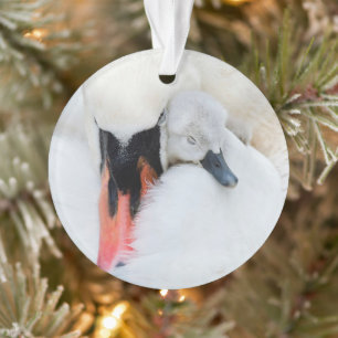 Cutest Baby Animals Mother & Baby Mute Swan Ornament