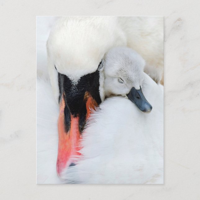 Cutest Baby Animals | Mother & Baby Mute Swan Postcard (Front)