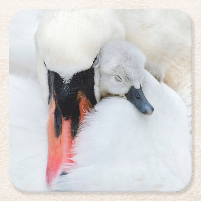 Cutest Baby Animals | Mother & Baby Mute Swan Square Paper Coaster (Front)
