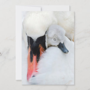 Cutest Baby Animals   Mother & Baby Mute Swan Thank You Card