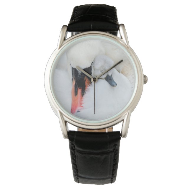 Cutest Baby Animals | Mother & Baby Mute Swan Watch (Front)