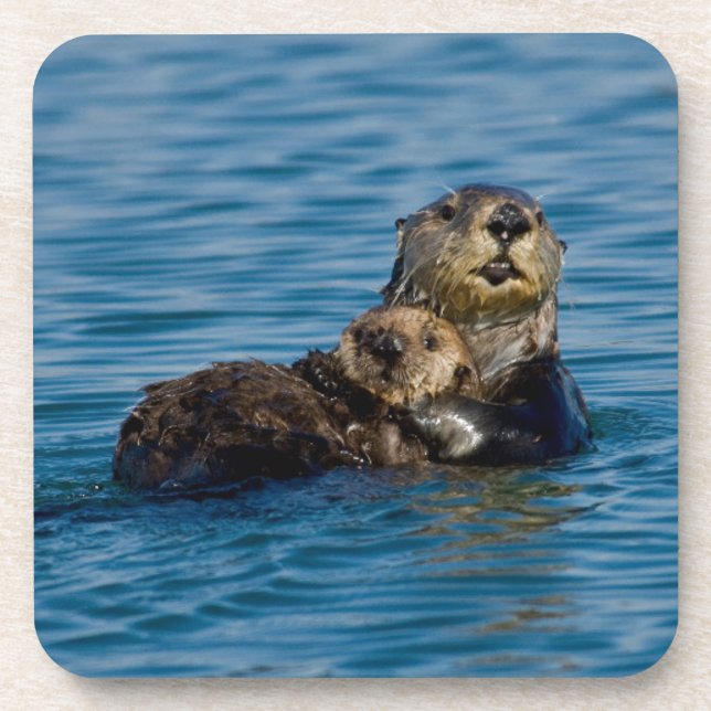 Cutest Baby Animals | Mother & Baby Sea Otter Coaster (Front)