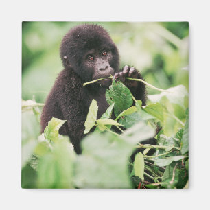 Cutest Baby Animals Mountain Gorilla Baby Magnet