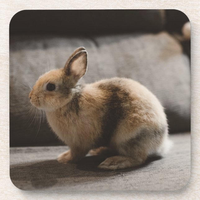 Cutest Baby Animals | Netherland Dwarf Rabbit Coaster (Front)