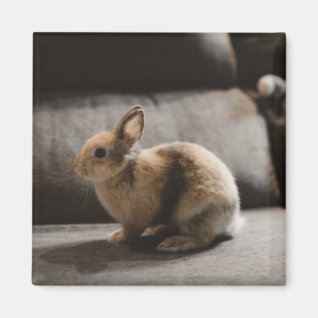 Cutest Baby Animals | Netherland Dwarf Rabbit Magnet (Front)